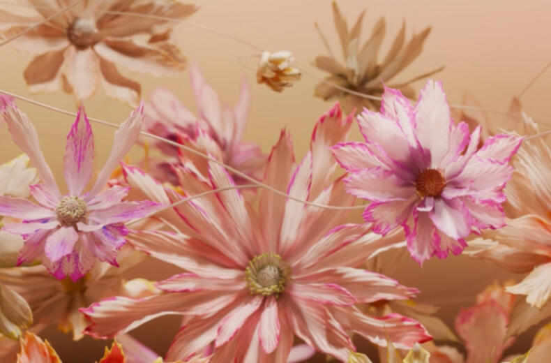 Tomorrow Blooms, ROAM Geelong