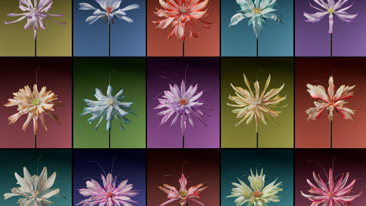 Tomorrow Blooms - ROAM Geelong